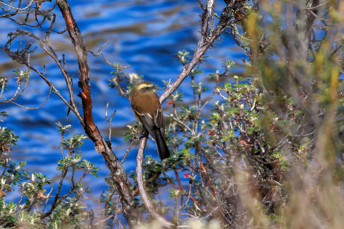 Brown-backed Chat-Tyrant - Frank Dietze