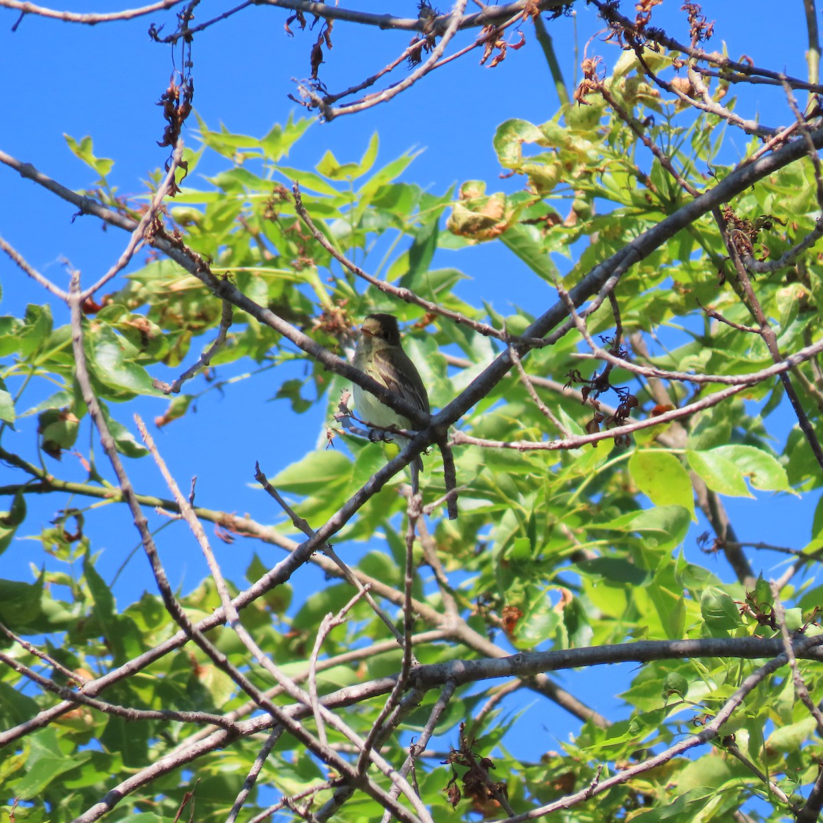 Western Flycatcher - Brian Nothhelfer