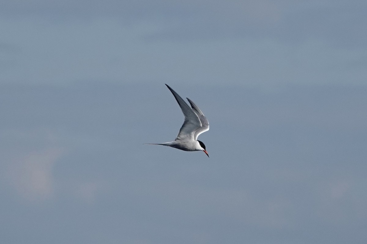 Common Tern - ML620285459