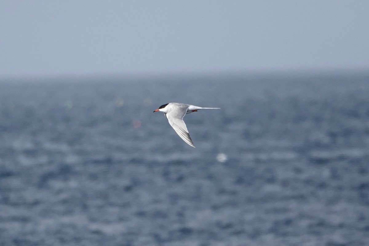 Common Tern - ML620285460