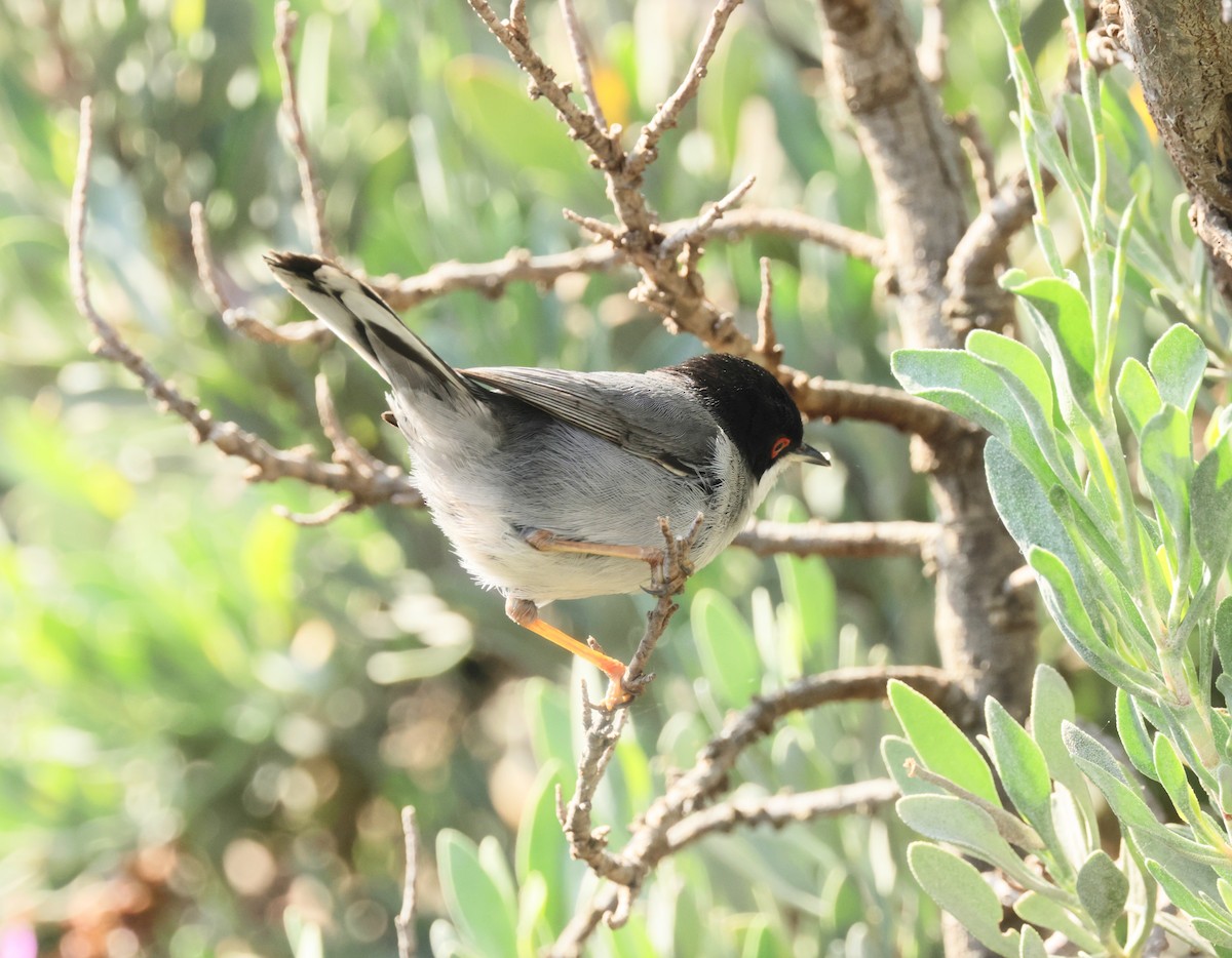 Sardinian Warbler - ML620285462