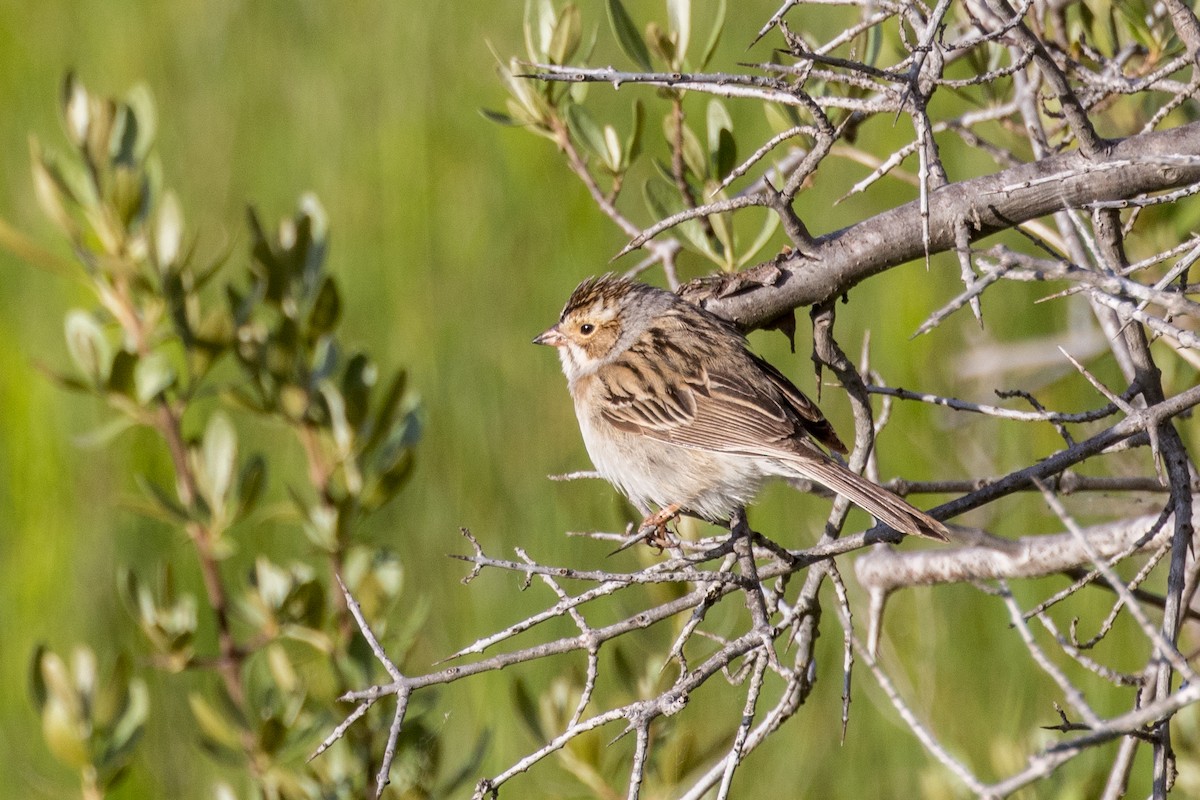 Clay-colored Sparrow - ML620285463