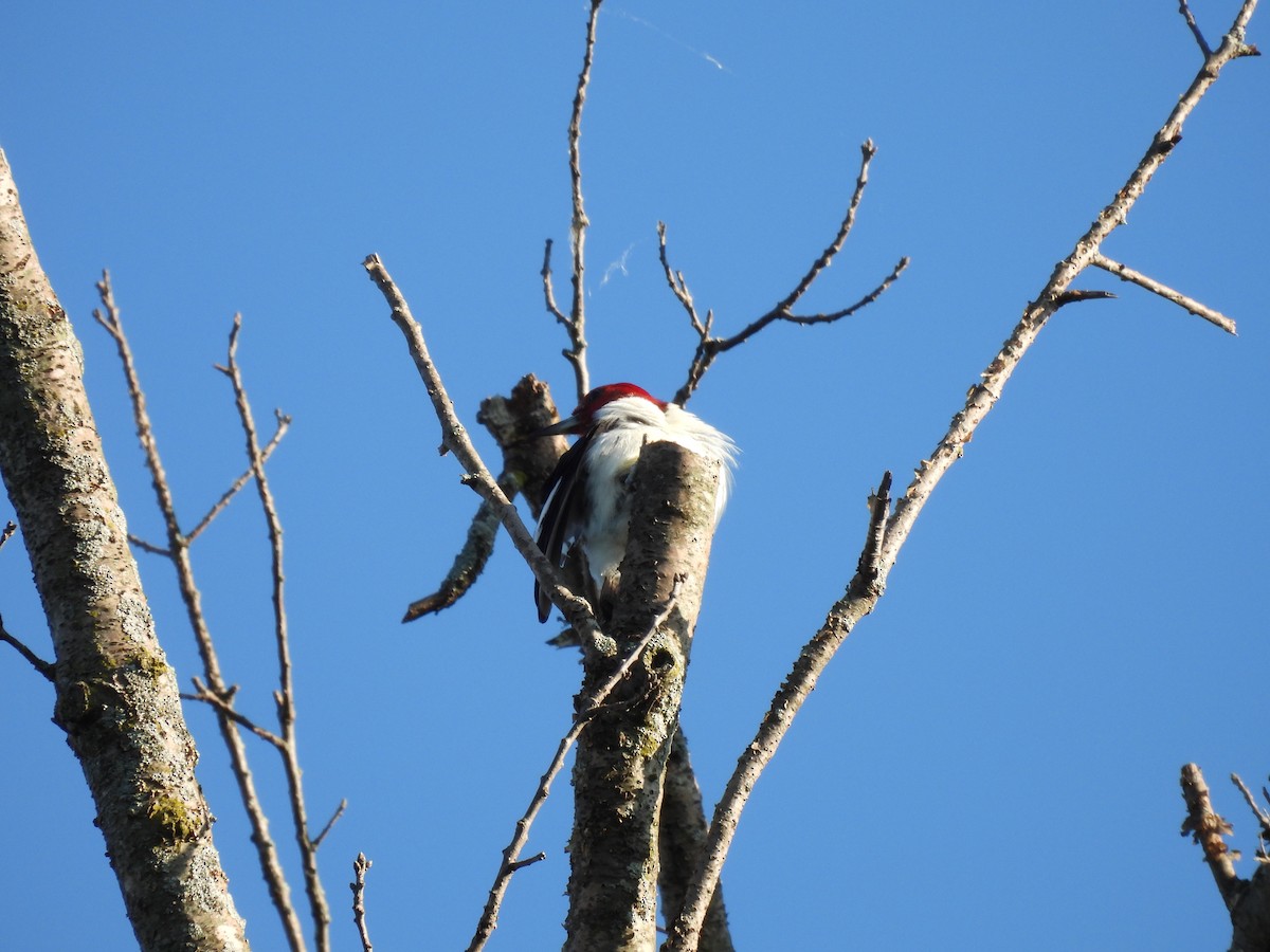 Red-headed Woodpecker - ML620285466