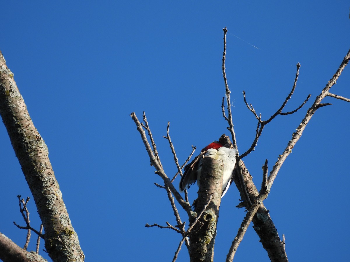 Red-headed Woodpecker - ML620285467
