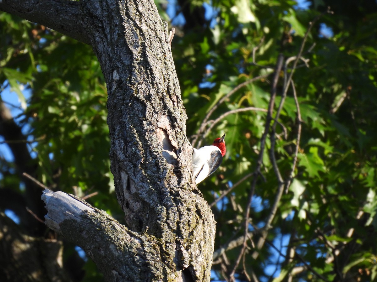 Red-headed Woodpecker - James Jarosz