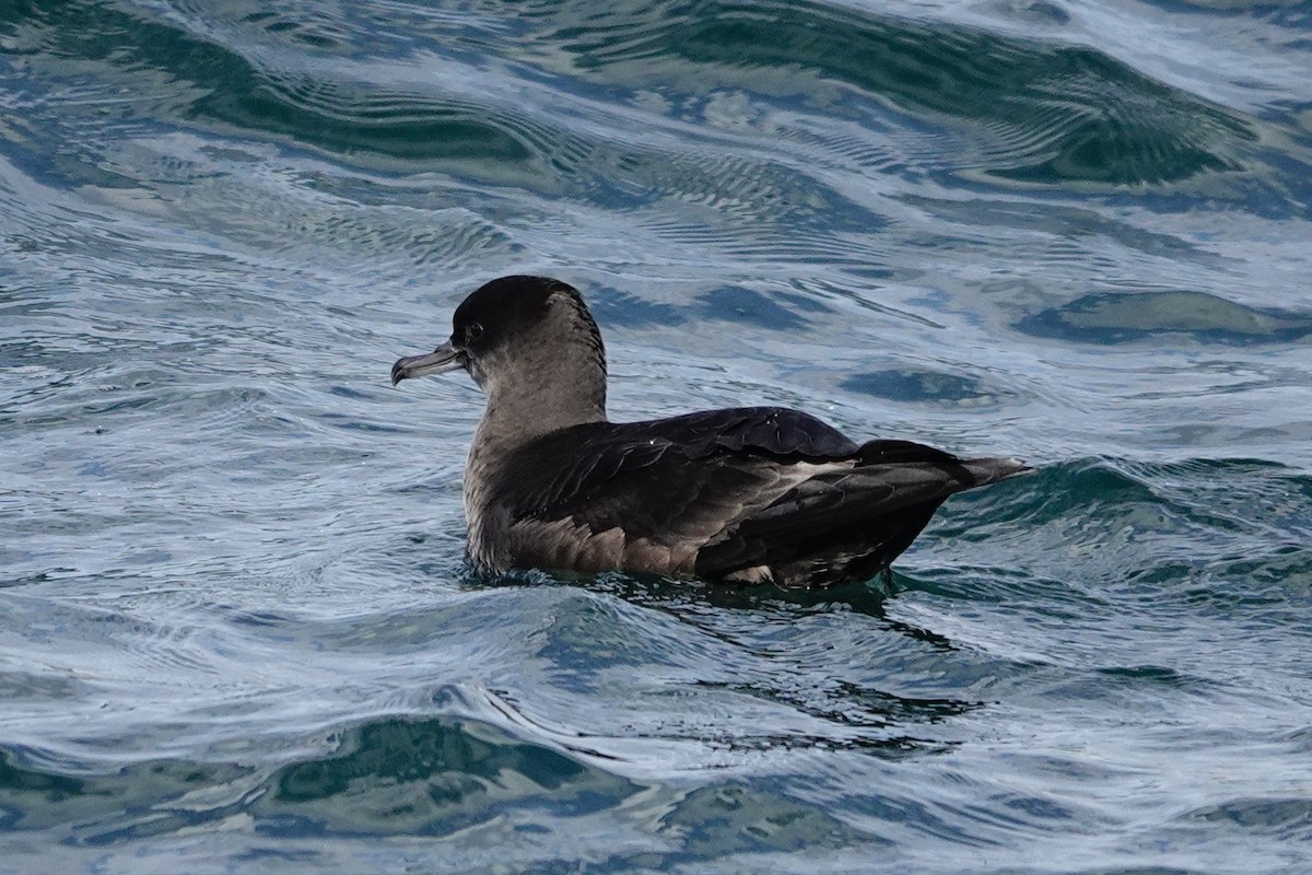 Sooty Shearwater - ML620285471