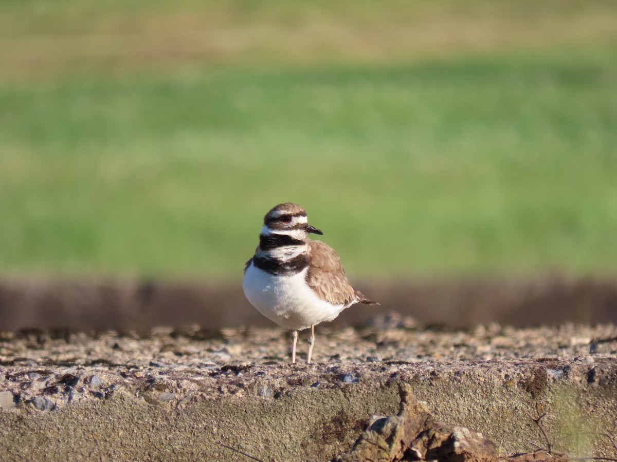 Killdeer - ML620285472