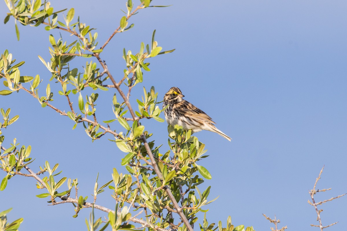 Savannah Sparrow - ML620285474