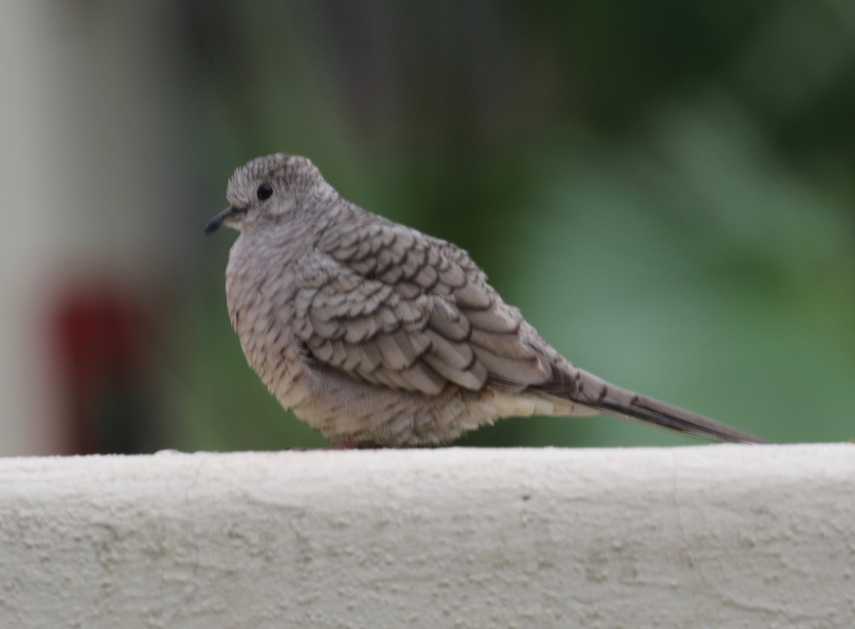 Inca Dove - ML620285475