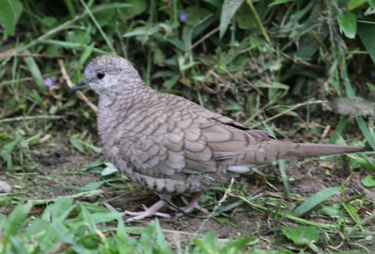 Inca Dove - ML620285476