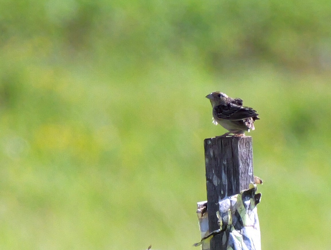 Grasshopper Sparrow - ML620285478