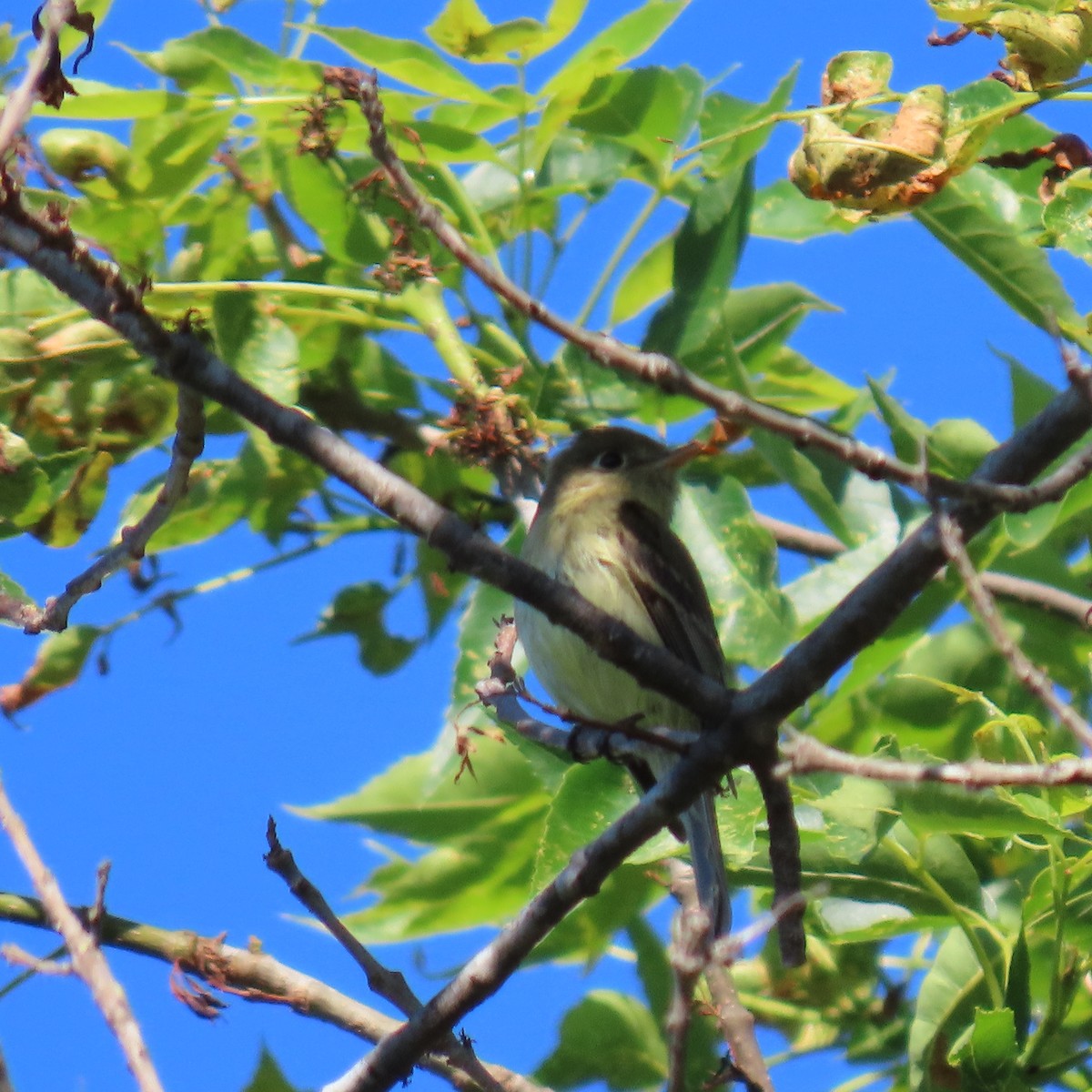 Western Flycatcher - ML620285482