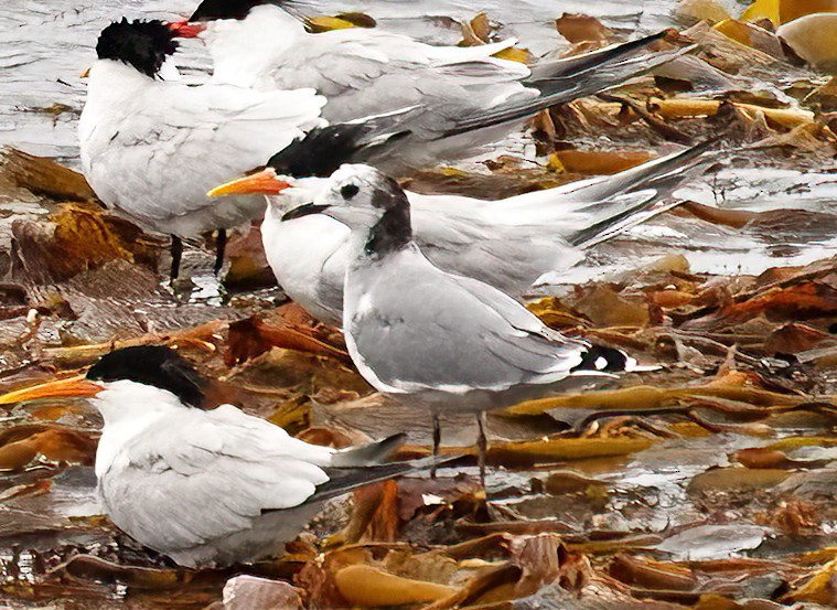 Sabine's Gull - ML620285484