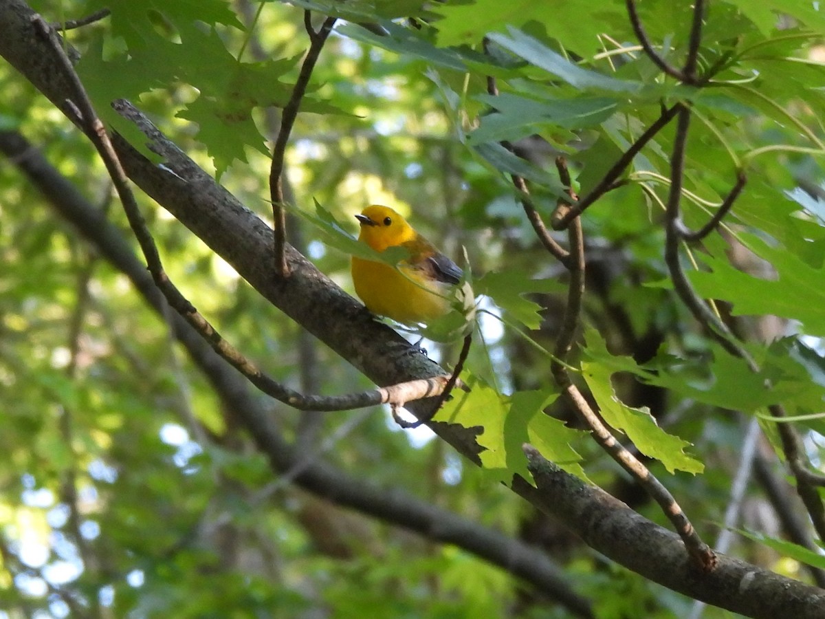 Prothonotary Warbler - ML620285489