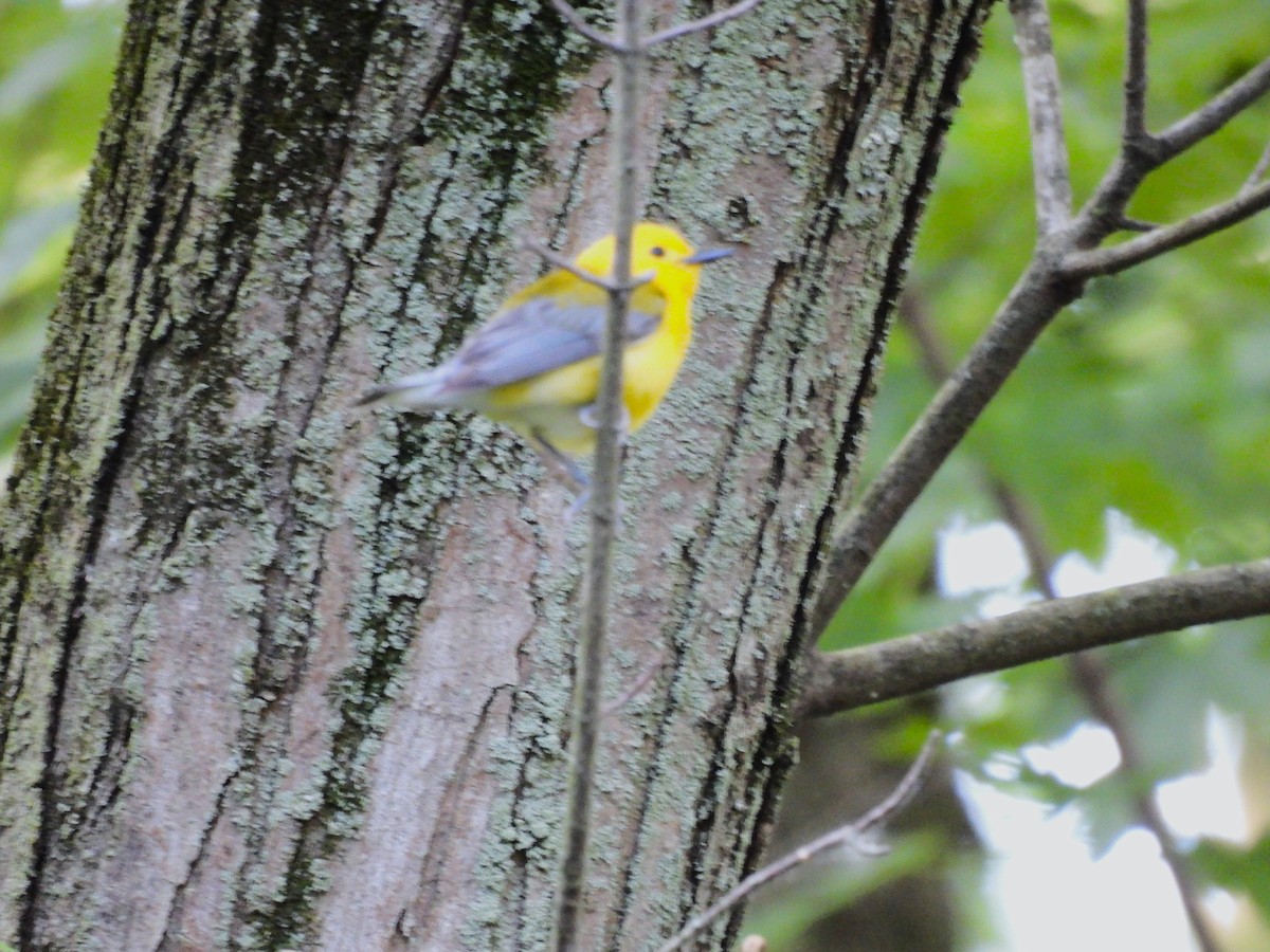 Prothonotary Warbler - ML620285490