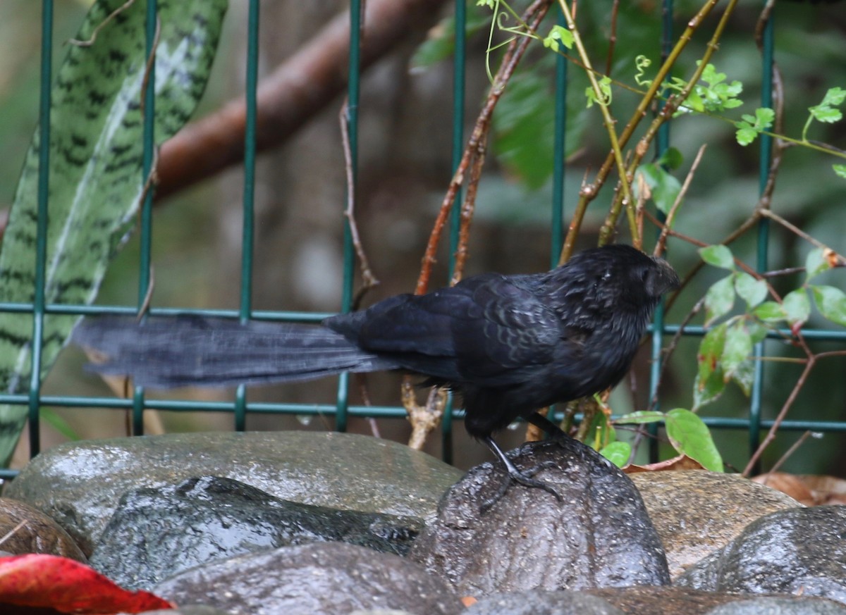 Groove-billed Ani - ML620285492