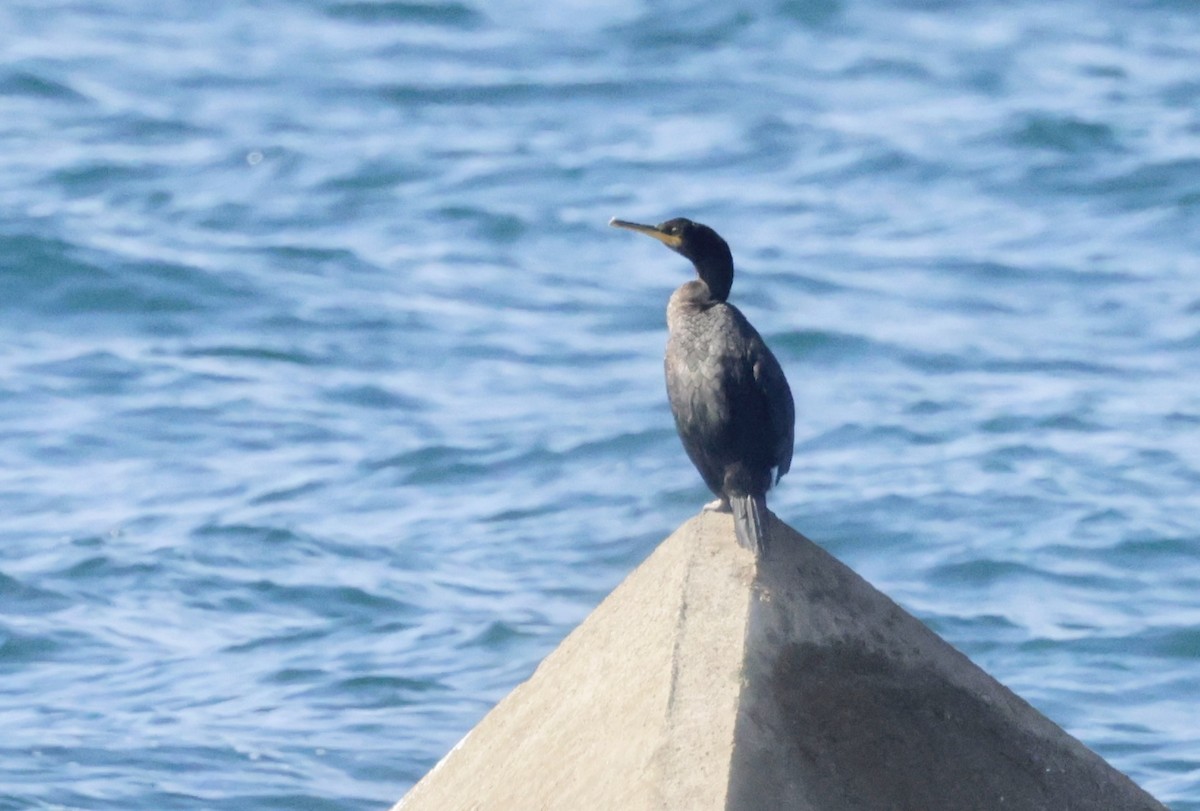 Cormorán Moñudo - ML620285493