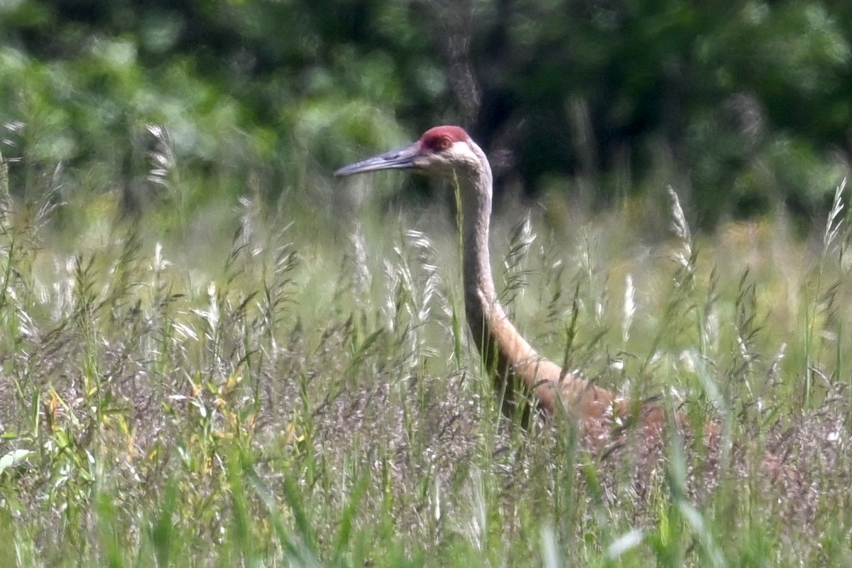 Sandhill Crane - ML620285494