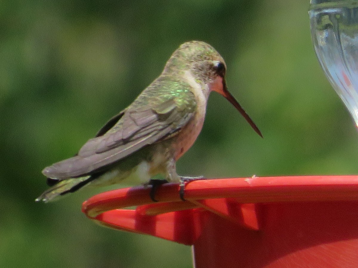 Colibrí Gorjinegro - ML620285497