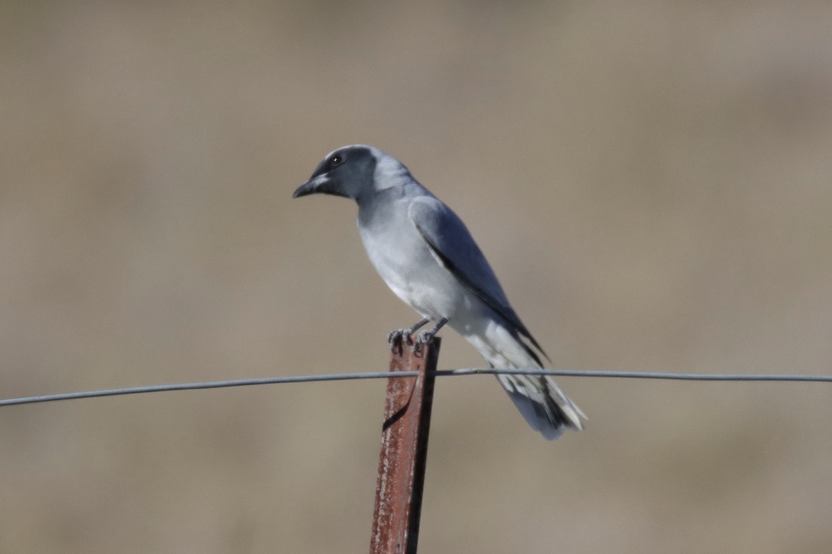 Black-faced Cuckooshrike - ML620285500