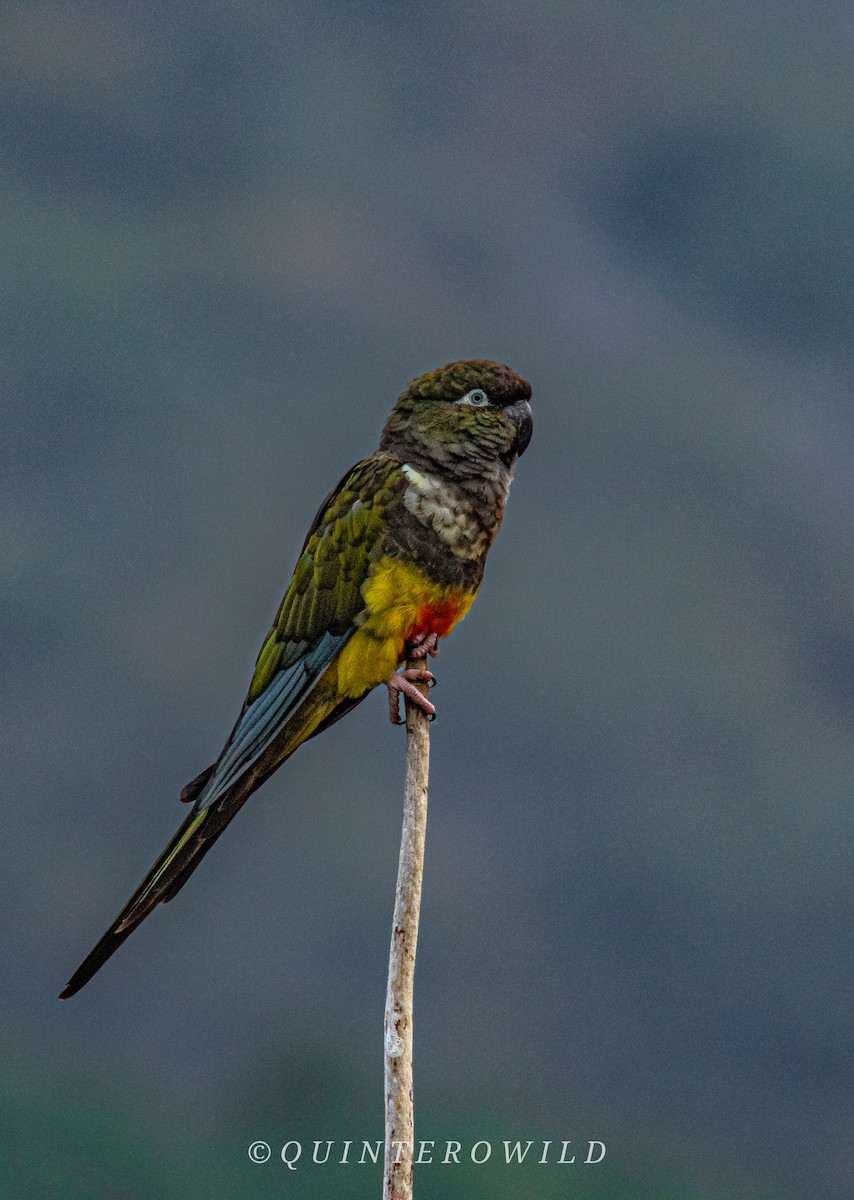 Conure de Patagonie - ML620285504