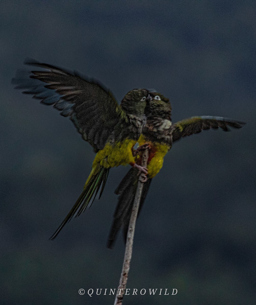 Conure de Patagonie - ML620285505