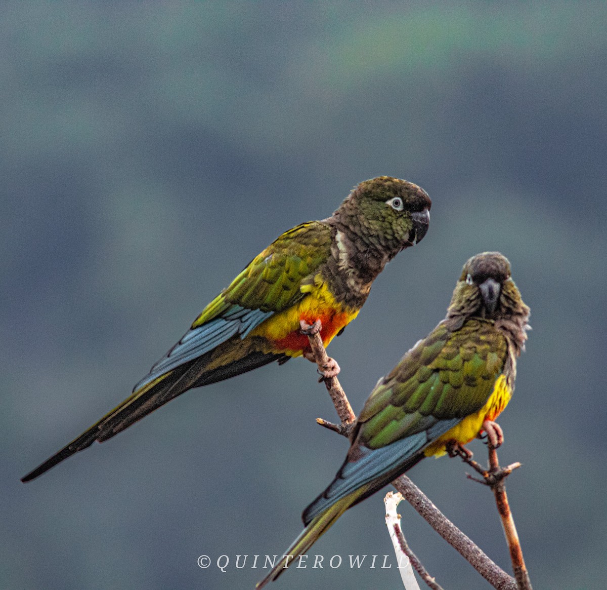 Conure de Patagonie - ML620285508