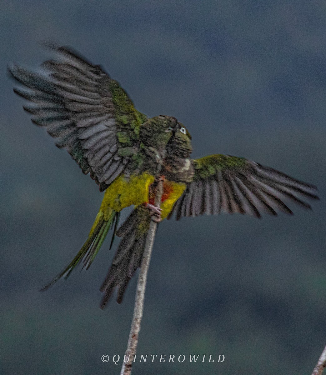 Conure de Patagonie - ML620285509