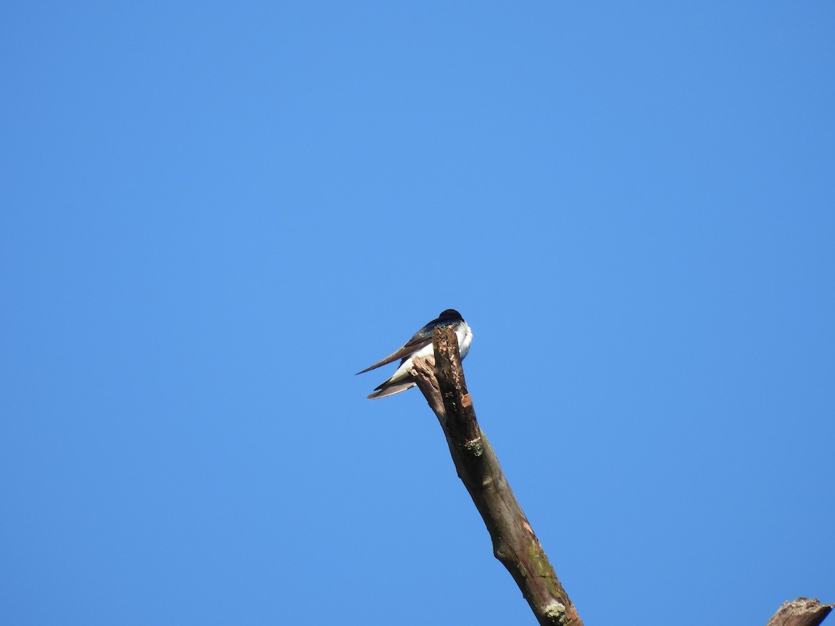 Tree Swallow - ML620285512