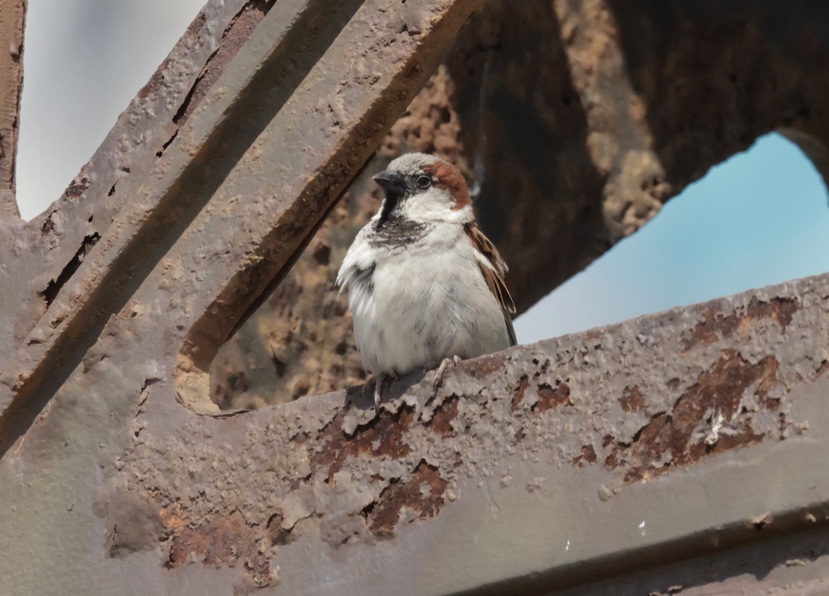 House Sparrow - ML620285513