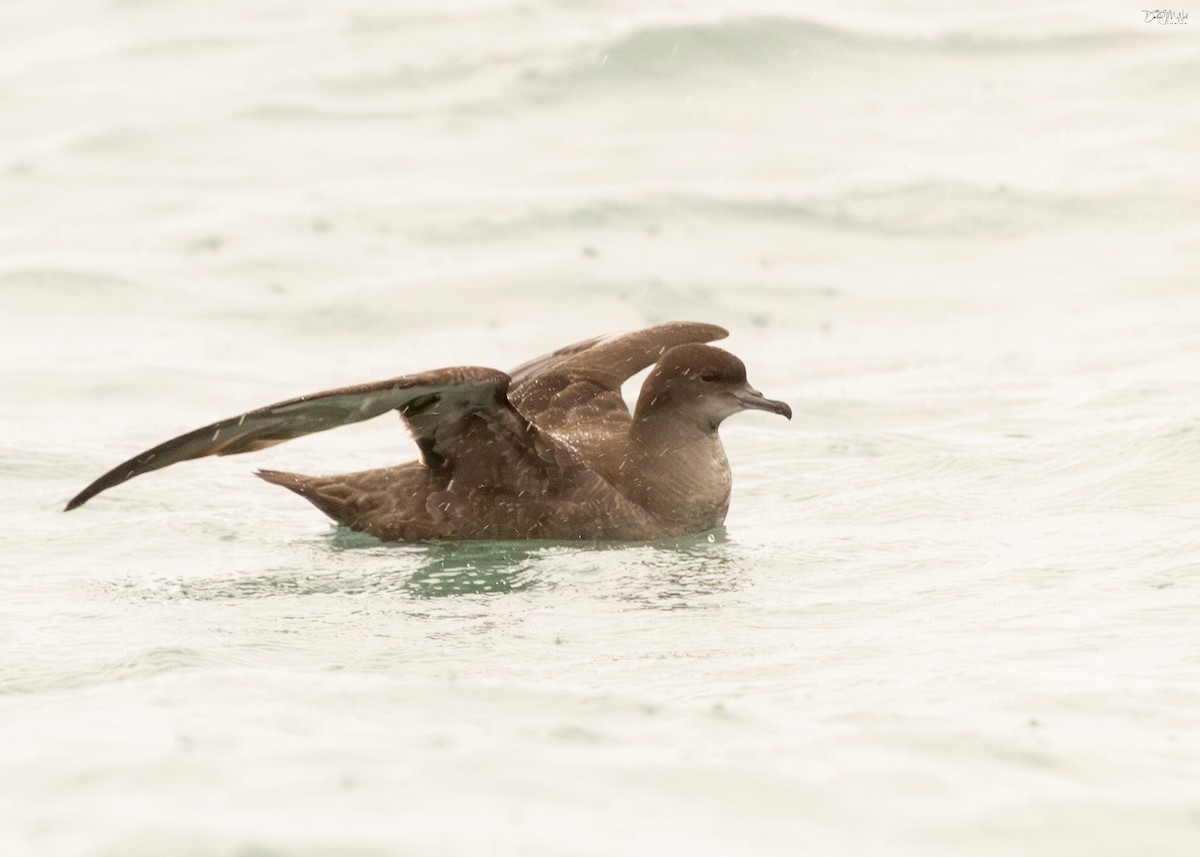 Short-tailed Shearwater - ML620285514