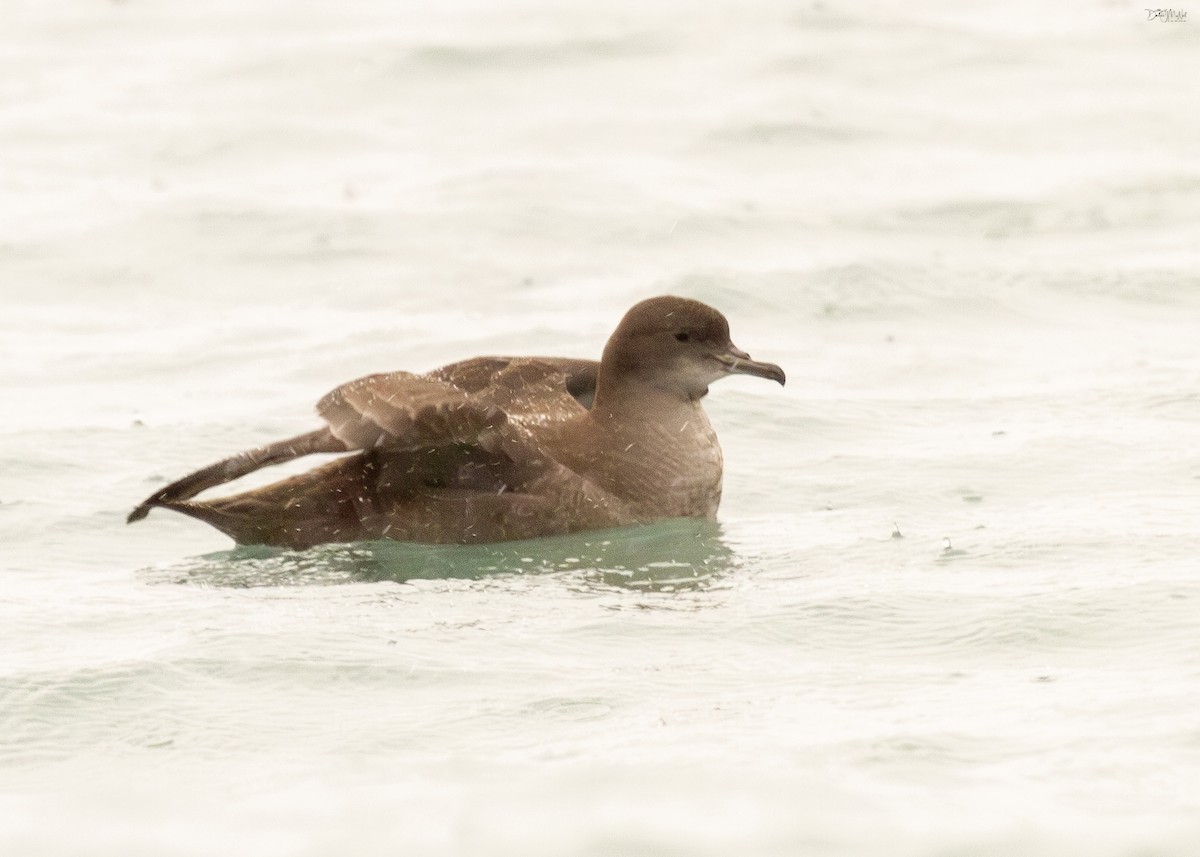 Puffin à bec grêle - ML620285515