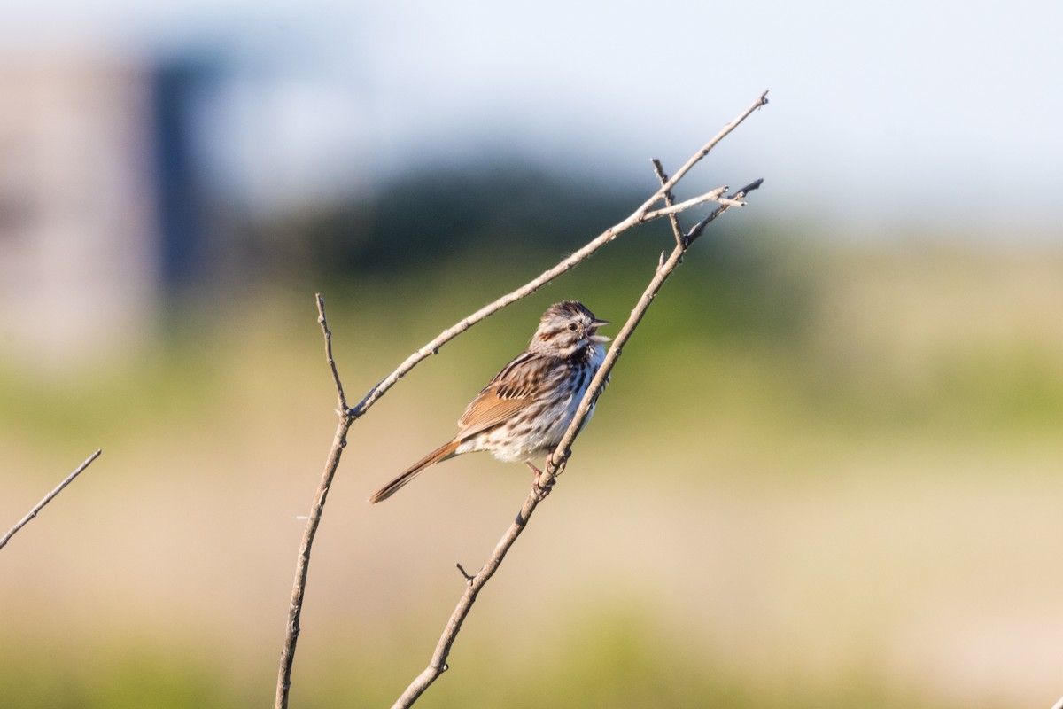 Song Sparrow - ML620285518