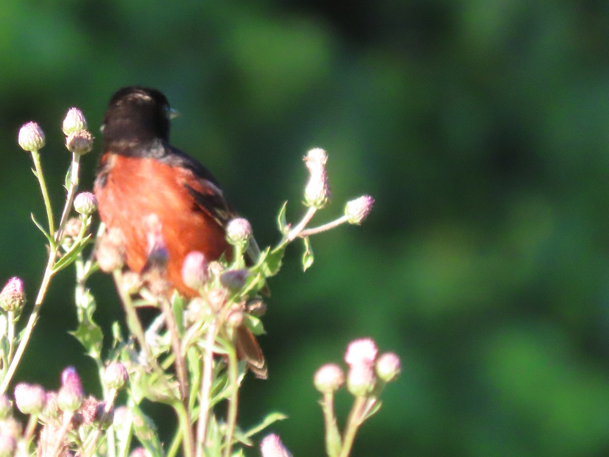 Orchard Oriole - ML620285519