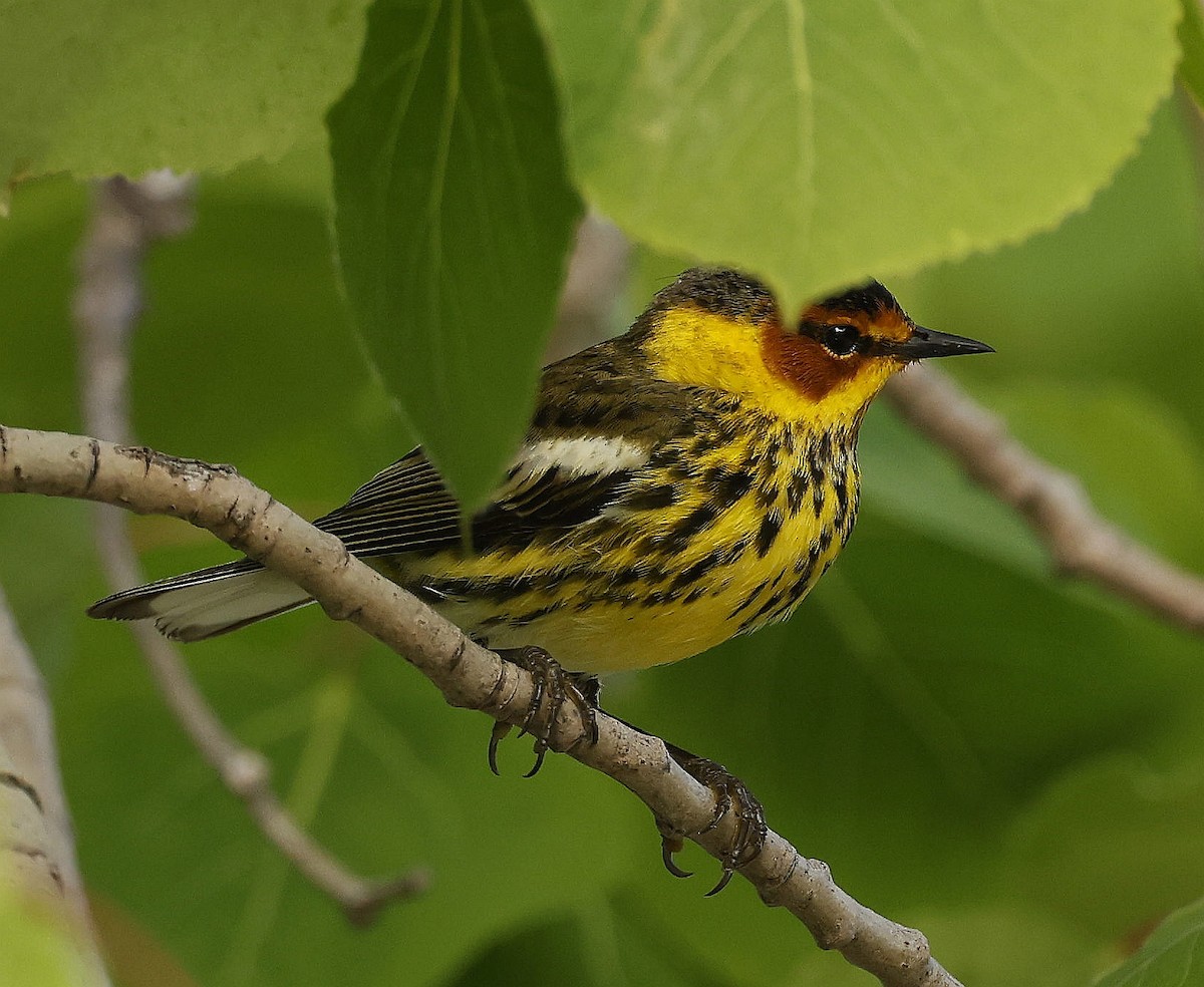 Cape May Warbler - ML620285524