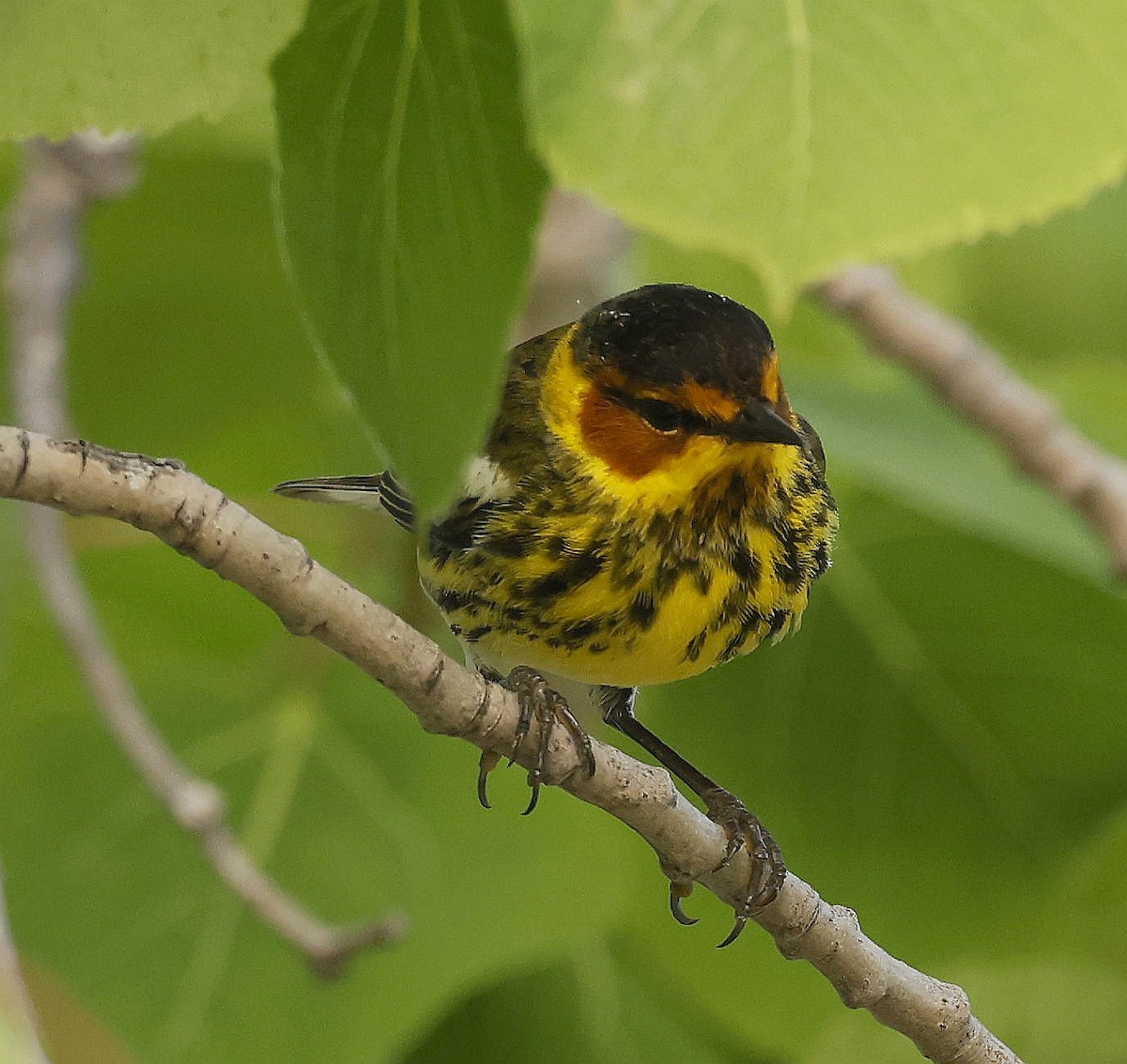Cape May Warbler - ML620285525
