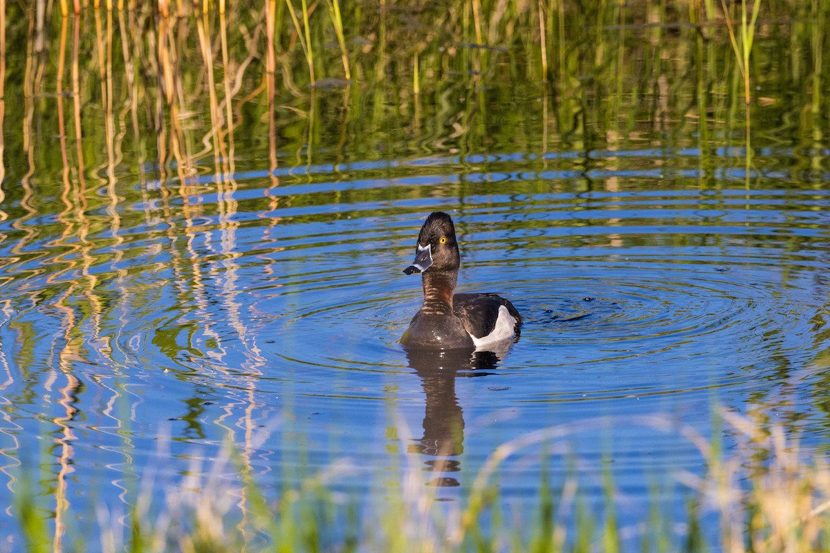 Ring-necked Duck - ML620285529