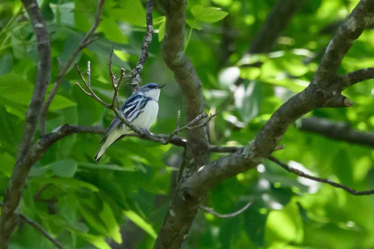 Cerulean Warbler - ML620285531