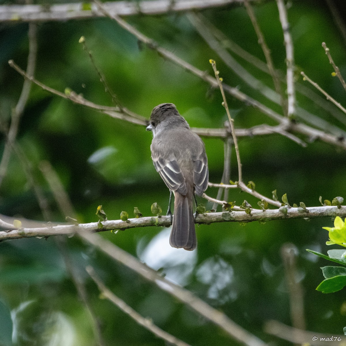 Short-crested Flycatcher - ML620285535