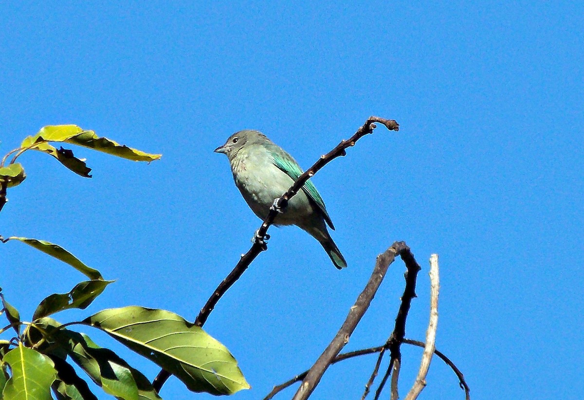 Sayaca Tanager - ML620285537