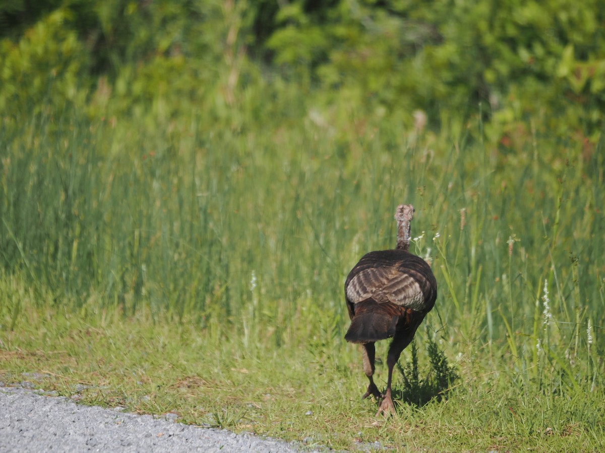 Wild Turkey - ML620285538