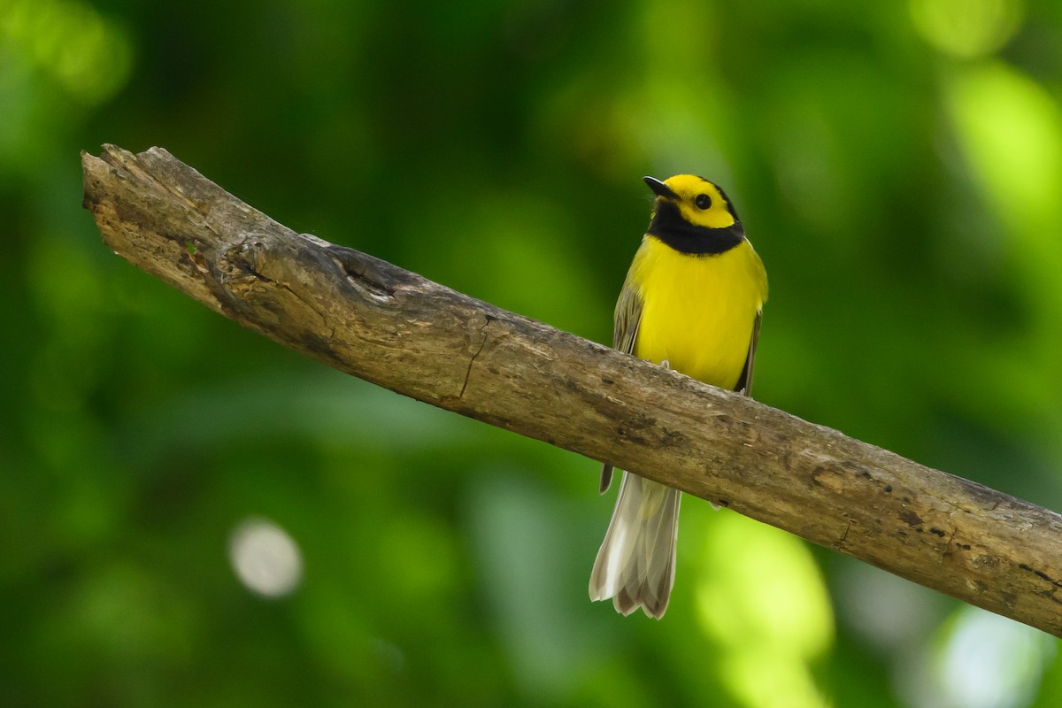 Hooded Warbler - ML620285541