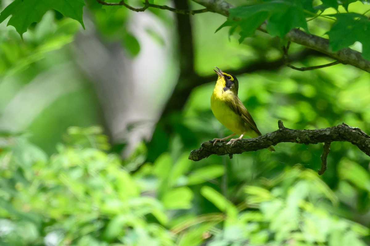 Kentucky Warbler - ML620285544