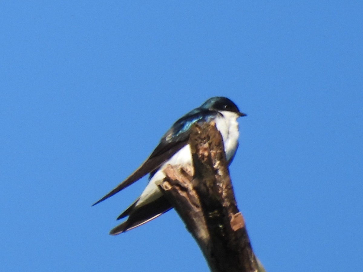 Tree Swallow - ML620285547