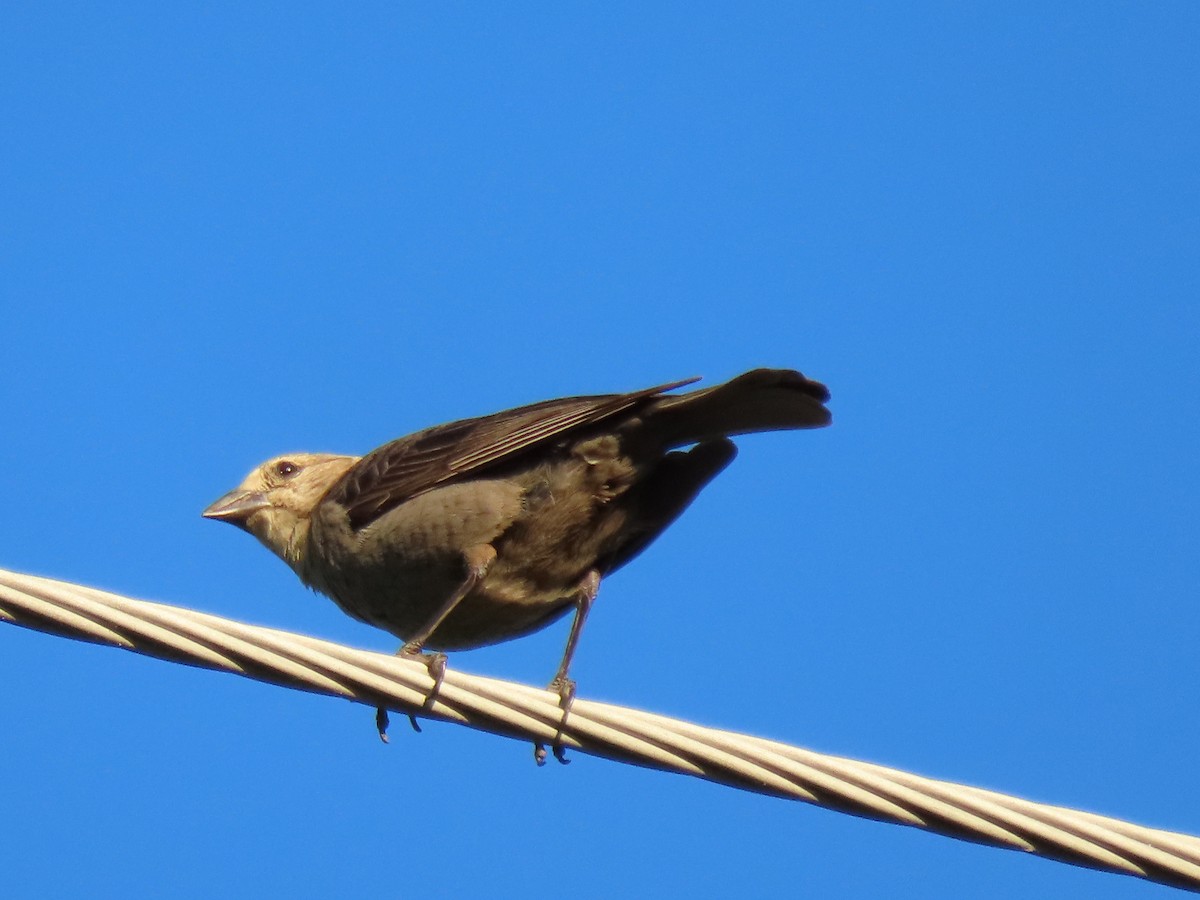 Brown-headed Cowbird - ML620285552