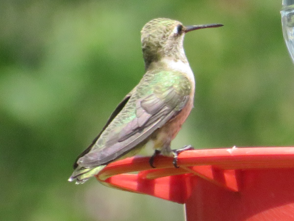 Colibrí Gorjinegro - ML620285561