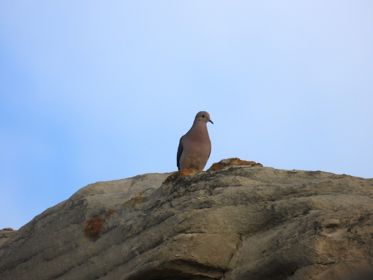 Mourning Dove - ML620285563