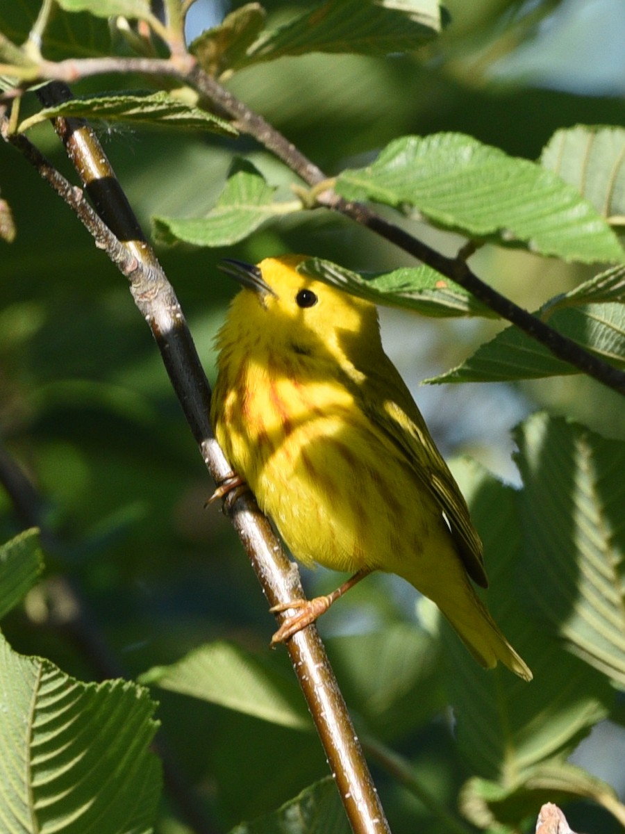 Paruline jaune - ML620285565