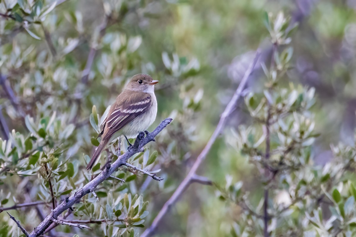 Alder Flycatcher - ML620285567