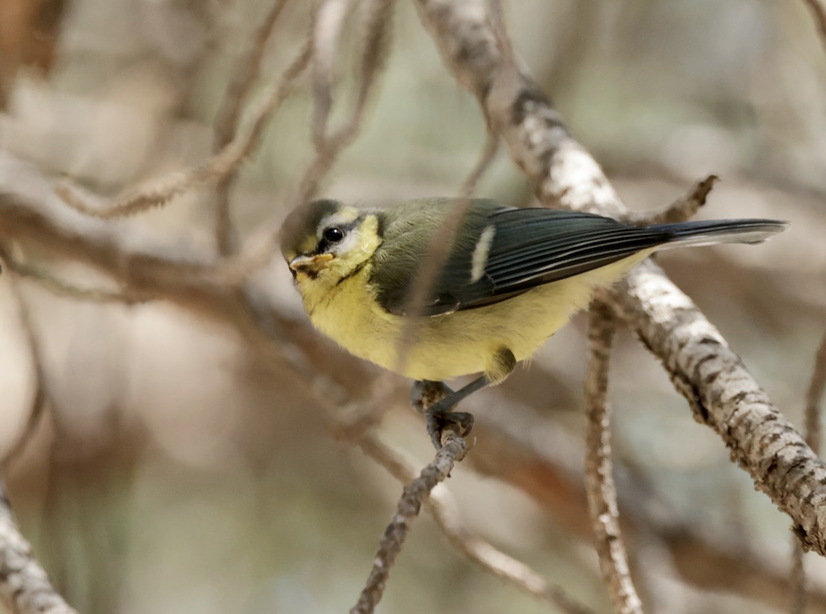 Eurasian Blue Tit - ML620285569